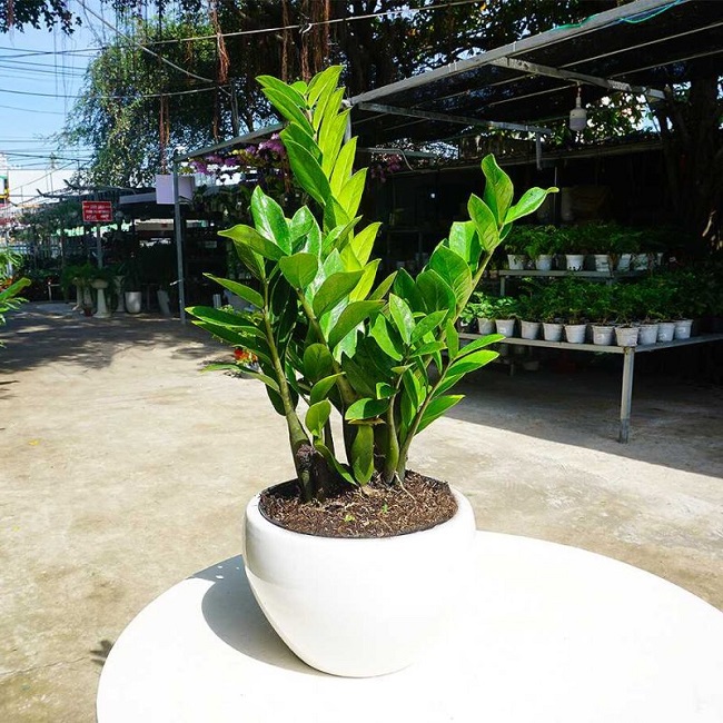 Cây kim tiền rất thích những loại nước này, 2 tuần tưới 1 lần cây tươi tốt ra nhiều trồi hút nhiều tài lộc-2