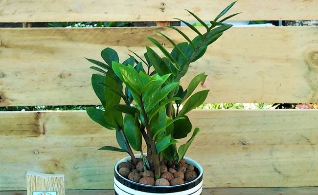 Cây kim tiền rất thích những loại nước này, 2 tuần tưới 1 lần cây tươi tốt ra nhiều trồi hút nhiều tài lộc-3