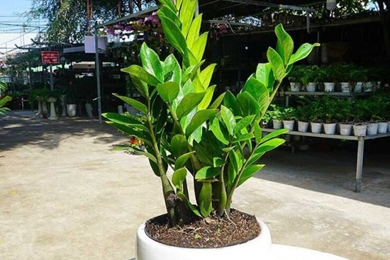 Cây kim tiền rất thích những loại nước này, 2 tuần tưới 1 lần cây tươi tốt ra nhiều trồi hút nhiều tài lộc