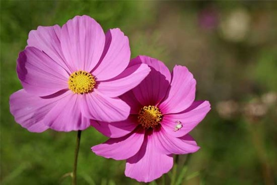 Tử vi ngày 3/11/2023 của 12 cung hoàng đạo: Cự Giải nhạy cảm, Ma Kết nên từ tốn