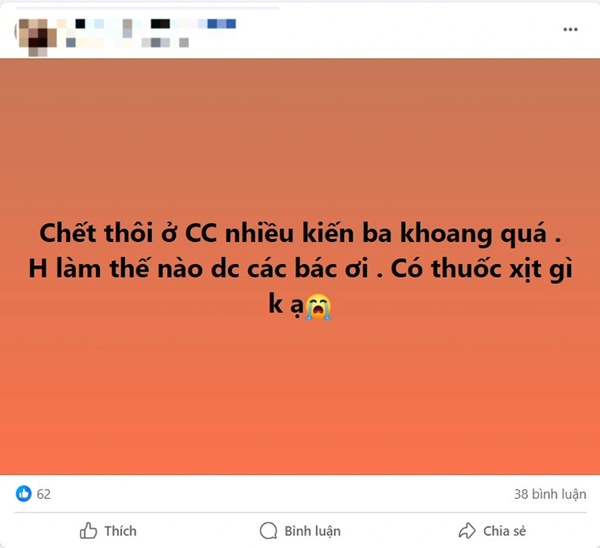 Chưa hết khổ vì muỗi, người Hà Nội lại bị kiến ba khoang hành-1