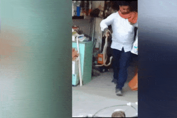 Clip: Bị con rắn liếm vào chân, người phụ nữ hoảng sợ bỏ chạy-1