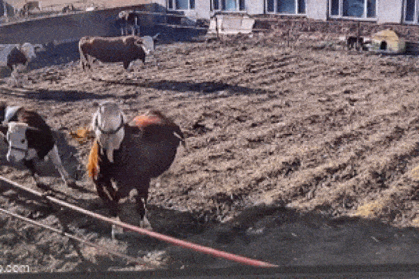 Clip: Đang đứng câu cá, người đàn ông bị điện giật ngã gục xuống đất-1