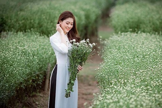 Thiếu nữ thả dáng bên cánh đồng cúc hoạ mi nở rộ ở Hà Nội