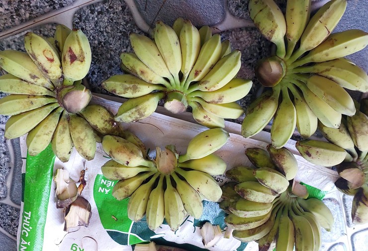Bán loại chuối kỳ lạ, phải nấu lên mới ăn được, dân buôn có ngày bán hơn tạ-1