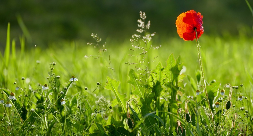 Tham vọng mạnh mẽ: 3 con giáp được dự đoán sẽ làm nên chuyện, tài lộc tràn trề trong tháng 11-2