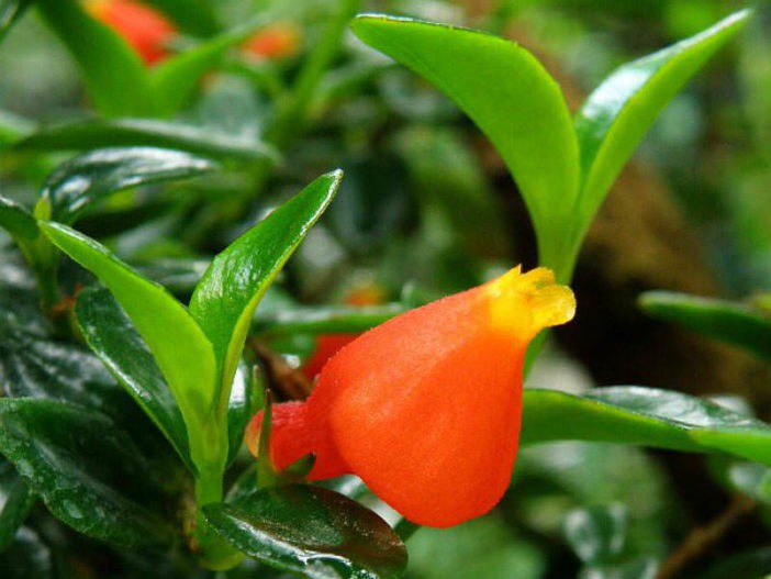 Trồng cây này giống như nuôi cá trong nhà, gia đình ăn nên làm ra, dư giả quanh năm-2