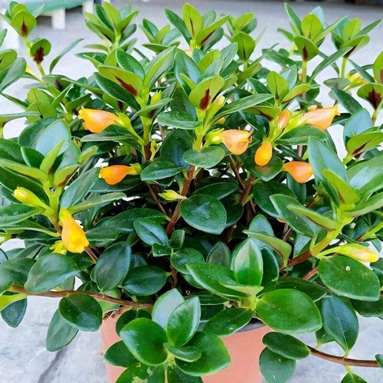 Trồng cây này giống như nuôi cá trong nhà, gia đình ăn nên làm ra, dư giả quanh năm-3