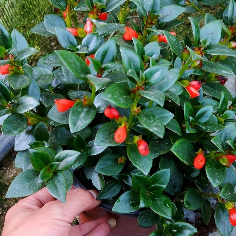 Trồng cây này giống như nuôi cá trong nhà, gia đình ăn nên làm ra, dư giả quanh năm-4