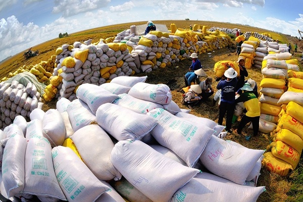 Sự thật về gạo Séng Cù xanh gây sốt rần rần ‘chợ mạng’-3