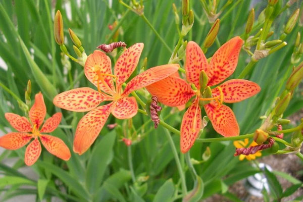 Loại cây thấy đầy ngoài đường, không ngờ trồng trong nhà vừa nở hoa đẹp vừa là thuốc chữa ho cực tốt-1