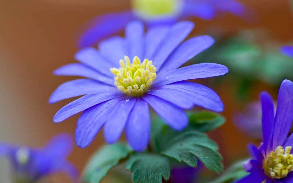 Tử vi ngày 4/11/2023: Tuổi Dần thành quả xứng đáng, tuổi Thìn tiền bạc rủng rỉnh-1