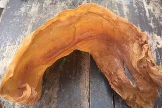 Thứ tưởng bỏ đi trong bụng cá có giá cao không ngờ