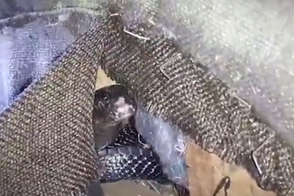 Đang đi bộ trên phố, cô gái bị tên biến thái tấn công và cái kết-1