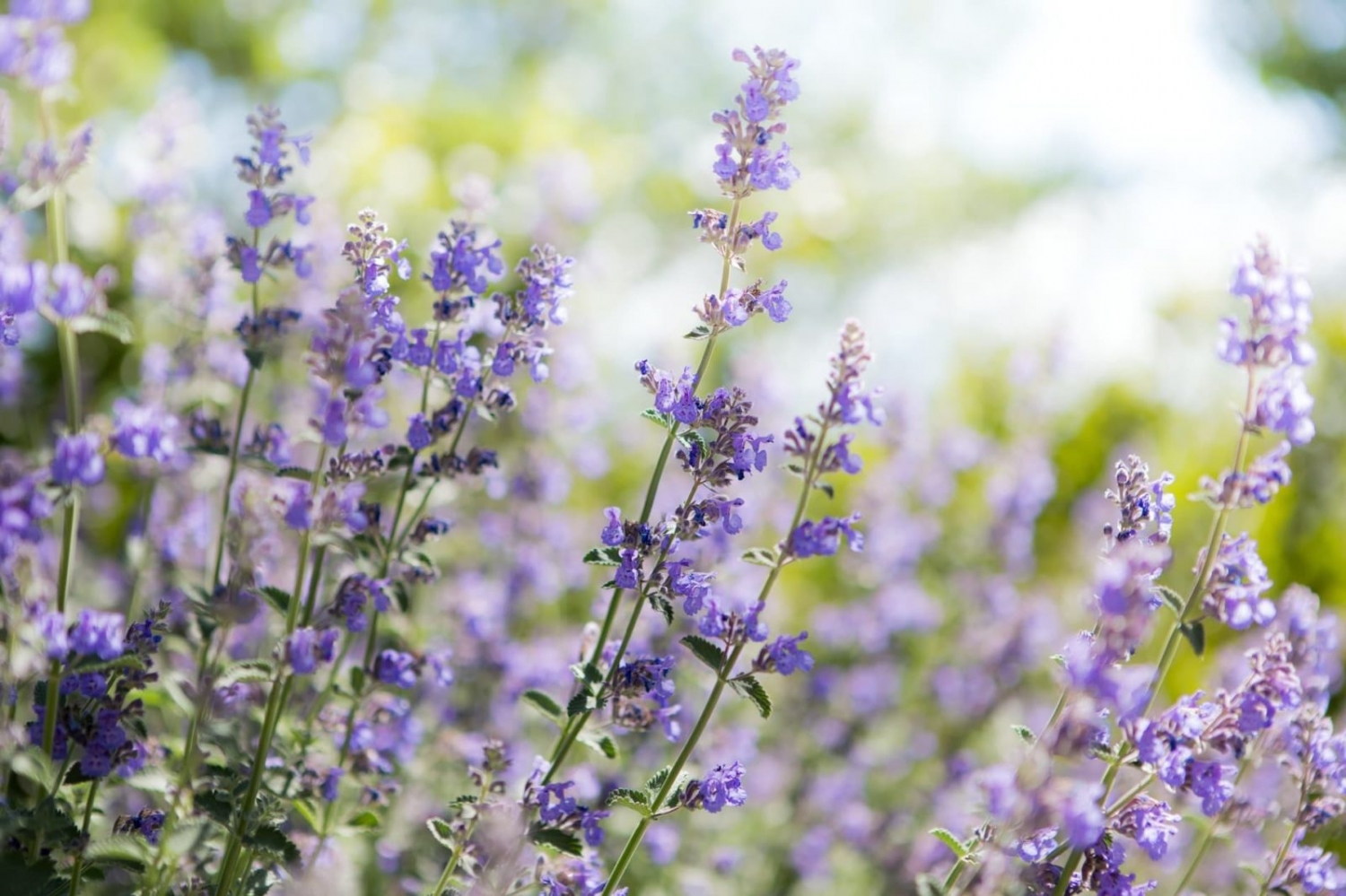 Tử vi ngày 5/11/2023: Tuổi Ngọ nên tránh đối đầu, tuổi Tuất bớt áp lực hơn-1