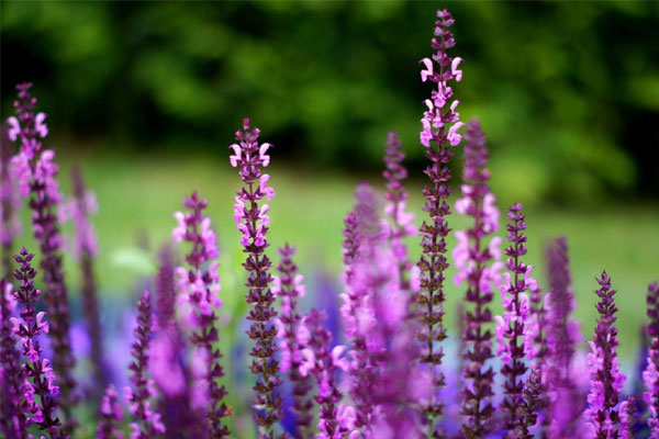 Vận đào hoa ghé thăm tháng 11, 4 con giáp này hạnh phúc ngập tràn, làm gì cũng thuận lợi và may mắn-4