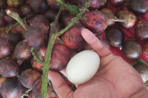 Sầu riêng lại lên cơn sốt giá, doanh nghiệp có lúc không mua được trái nào-2