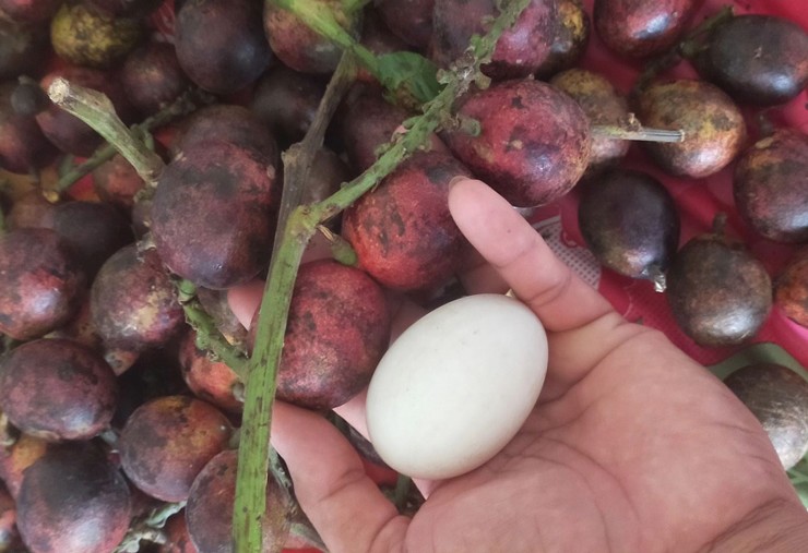 Kỳ lạ loại quả giống nhãn, có vị sầu riêng, dân Việt chi vài triệu đồng để mua-1