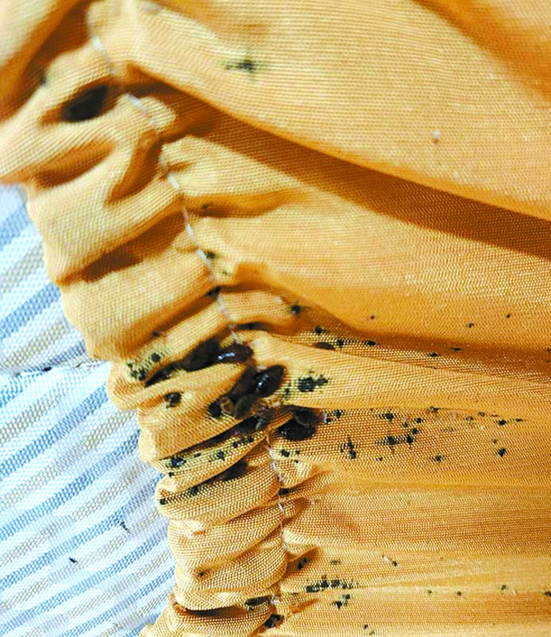 Đại dịch hút máu trở lại tấn công Hàn Quốc sau hơn 50 năm, thành phố Seoul khẩn cấp lùng sục hàng loạt kí túc xá, khách sạn-1