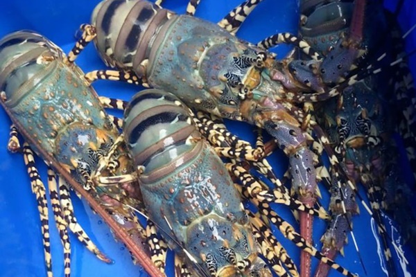 Loại hải sản nhà giàu giá rẻ bất ngờ, tôm hùm bông rớt giá mạnh vẫn ế-1