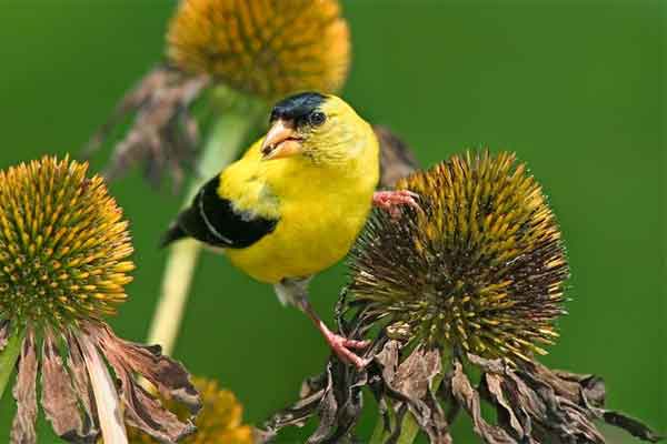 Tử vi tuần mới 6/11 - 12/11/2023: Tuổi Sửu may mắn mỉm cười, tuổi Mão lựa chọn khó khăn-4