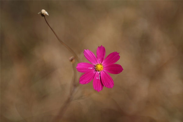 Bật mí 4 con giáp hay phàn nàn trong cuộc sống, thời gian tới bước vào thời kỳ cực thịnh, tiền bạc lẫn nhân duyên đều như ý-5