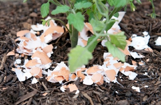 Cho 4 loại vỏ hạt này vào chậu hoa, không lo thiếu dưỡng chất, cây luôn xanh tốt hoa nở rộ-1