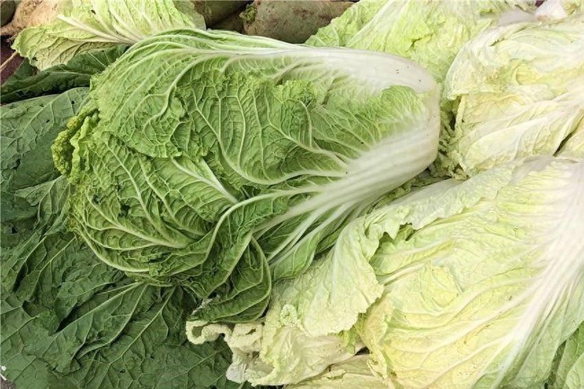 Hóa ra giữa cải thảo lá xanh và cải thảo lá vàng có sự khác biệt lớn như vậy, biết để chọn cho đúng!-3