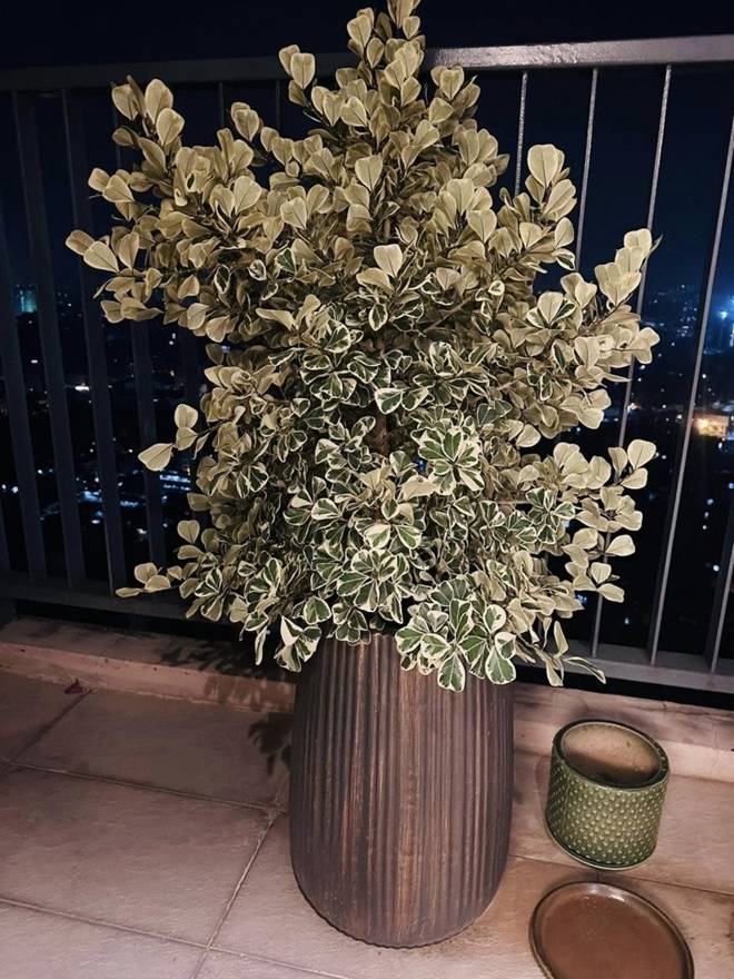 MC Thành Trung khoe góc ban công cực chill trong penthouse 260m2, nhận xét một câu về vợ-3