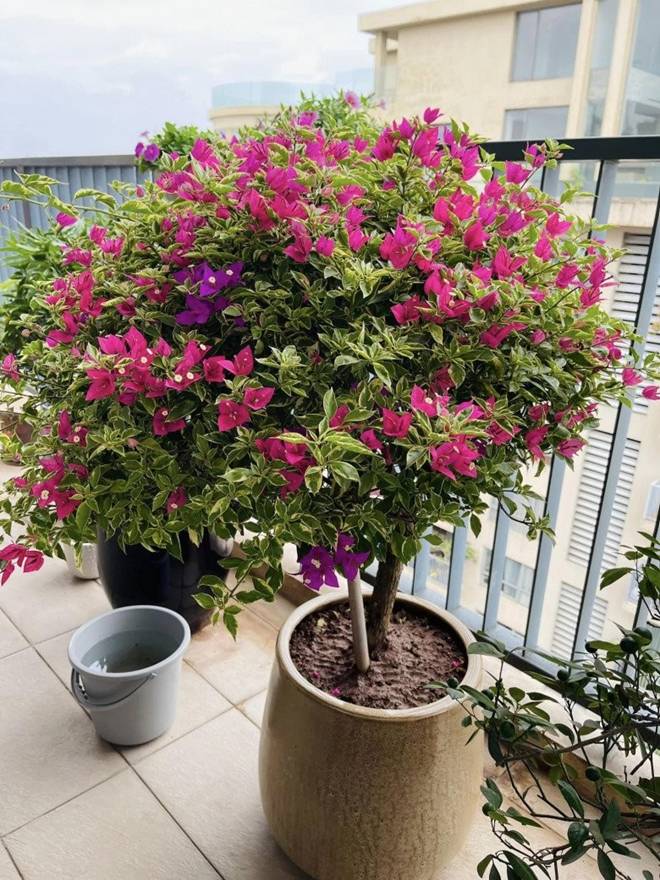 MC Thành Trung khoe góc ban công cực chill trong penthouse 260m2, nhận xét một câu về vợ-6