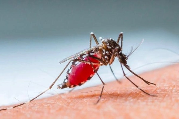 Hà Nội: Gần 3000 người đang nằm viện vì... muỗi-1