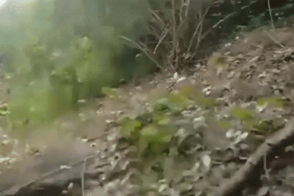 Clip: Phát hiện người phụ nữ mang thai, hổ dữ có phản ứng kỳ lạ-1