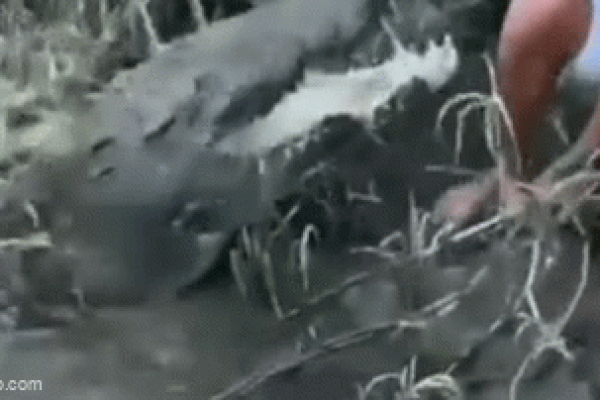 Clip: Người đàn ông suýt mất mạng khi trêu đùa cá sấu khổng lồ