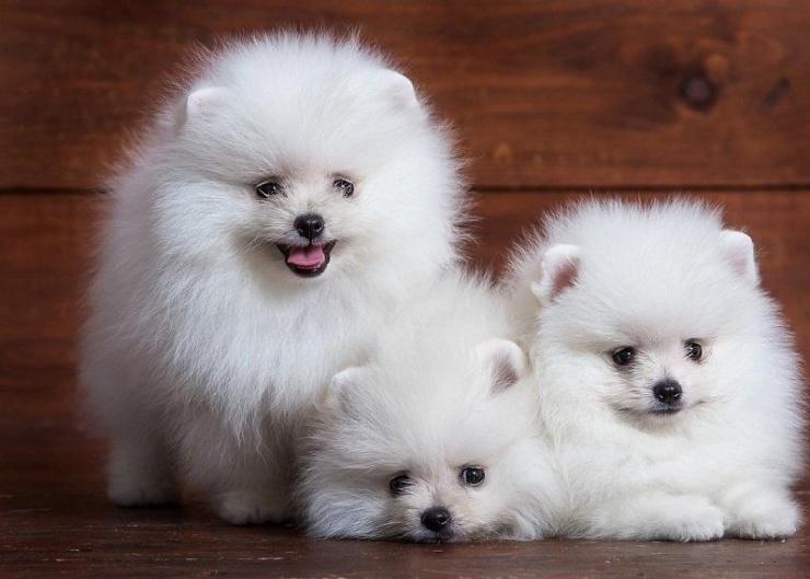 Cận cảnh giống chó quý tộc có con tận 300 triệu đồng, người có tiền mới dám chơi-1