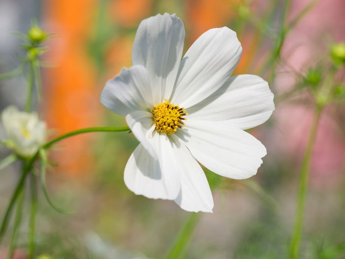 Hoa nở báo tin vui: 3 con giáp không ngừng bứt phá, nhân đôi sự giàu có trong tuần mới từ 6/11-3