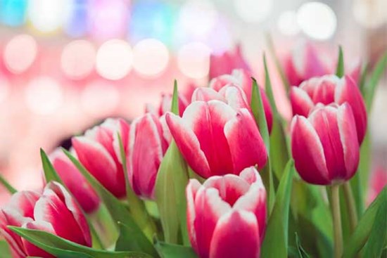 Hoa nở báo tin vui: 3 con giáp không ngừng bứt phá, nhân đôi sự giàu có trong tuần mới từ 6/11