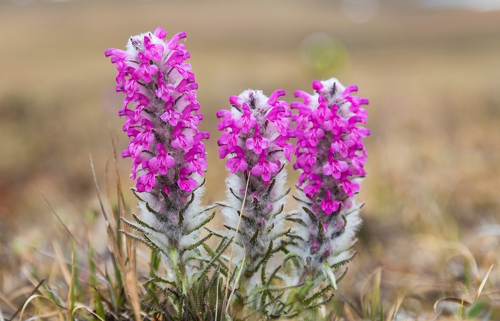 Tử vi ngày 7/11/2023: Tuổi Tý cải thiện thu nhập, tuổi Thìn thất thoát tiền bạc-2