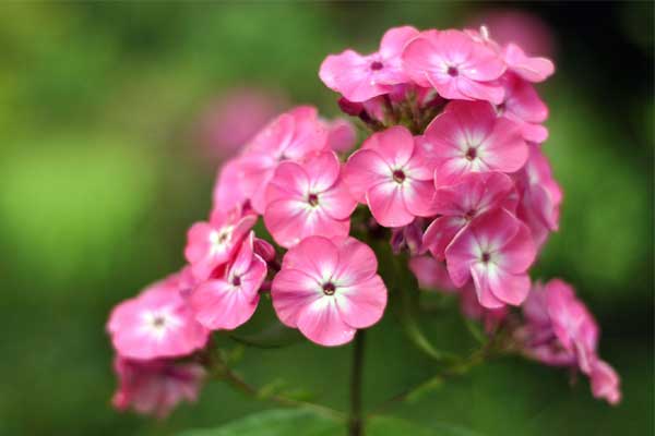 3 con giáp đứng đầu bảng xếp hạng mức độ giàu có năm 2024, đặc biệt vị trí số 1 đạt được nhiều thành công rực rỡ-4