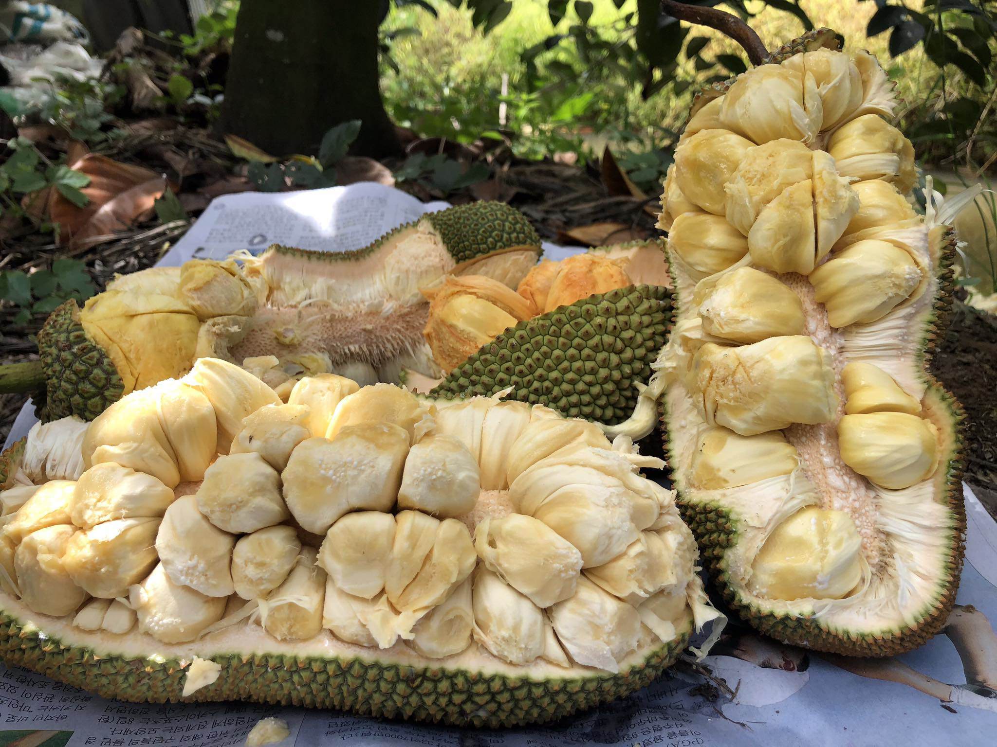 Kỳ lạ loại mít tố nữ sầu riêng lần đầu bán, giá đến 90.000 đồng/kg vẫn đắt hàng-1