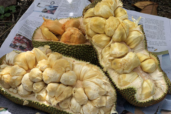 Sầu riêng vụ nghịch tăng giá: Người dân phấn khởi, chuyên gia lo ngại-2