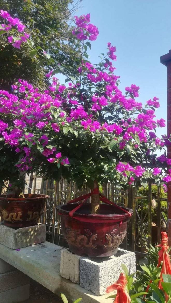 5 loại hoa có khả năng chịu lạnh tốt lại siêng ra hoa, chăm đúng cách hoa nở rực rỡ-5