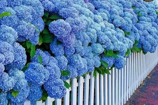 5 loại hoa có khả năng chịu lạnh tốt lại siêng ra hoa, chăm đúng cách hoa nở rực rỡ