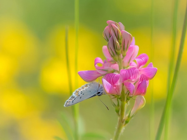 Vận may đến muộn: Ai sinh ngày Âm lịch này tuổi trẻ chông gai, về già suôn sẻ, an nhiên như ý-2