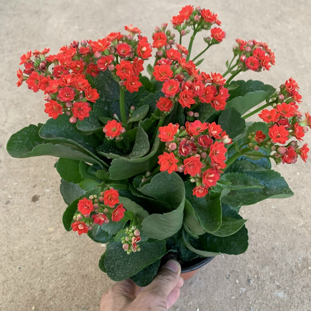 Trồng cây hoa này trong nhà không chỉ làm đẹp không gian mà dùng giải rượu, chữa mất ngủ hiệu quả-1