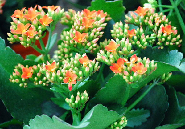 Trồng cây hoa này trong nhà không chỉ làm đẹp không gian mà dùng giải rượu, chữa mất ngủ hiệu quả-2