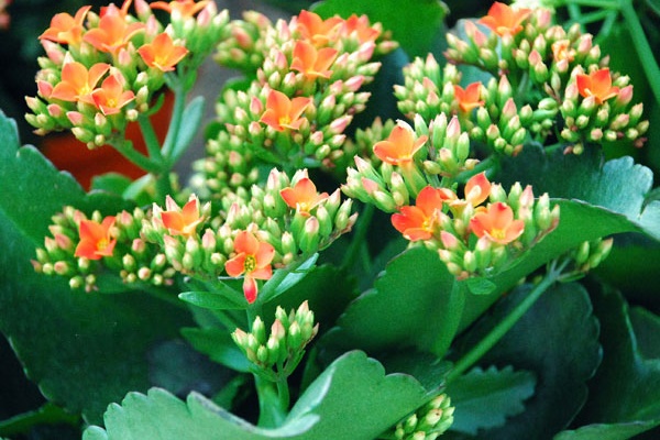 Cây cảnh này nở hoa là phúc lớn sắp về, đây là 4 mẹo để cây nở hoa-5