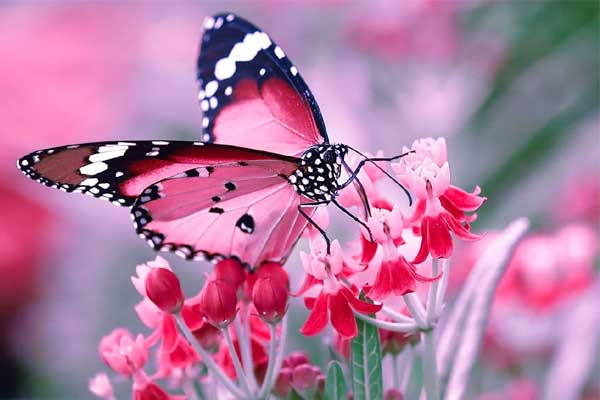 Ngày sinh Âm lịch kết thúc bằng 3 số này, vận mệnh tốt lành, không thành tỷ phú cũng là ông chủ lớn-1