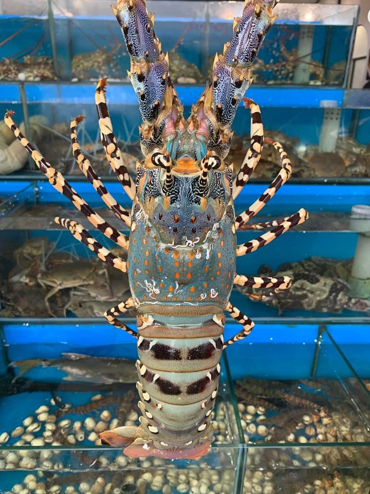 Tôm hùm bông rớt giá 50% vẫn ế, dân bất lực nhìn hàng tỷ đồng nằm im” dưới biển-1