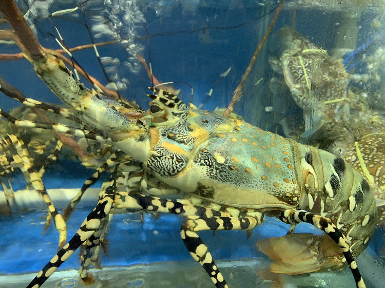 Tôm hùm bông rớt giá 50% vẫn ế, dân bất lực nhìn hàng tỷ đồng nằm im” dưới biển-2