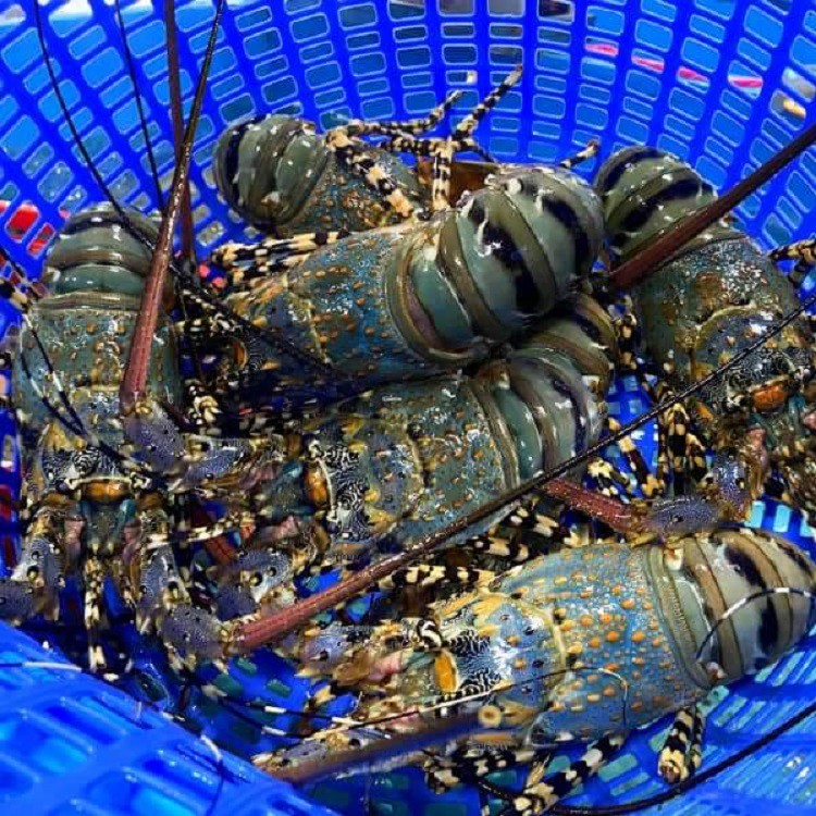 Tôm hùm bông rớt giá 50% vẫn ế, dân bất lực nhìn hàng tỷ đồng nằm im” dưới biển-3